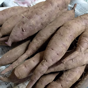 【福袋2024】【訳あり】サツマイモ 紅はるか2kg【無農薬・無化学肥料栽培】