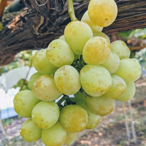 シャインマスカット規格外品2kg　8月中旬頃より順次発送