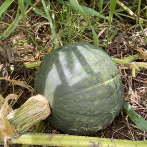 【甘味が強い！】カボチャ（品種:メルヘン）【特別栽培農産物】