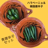 ハラペーニョ＆韓国唐辛子【青唐辛子食べ比べセット】