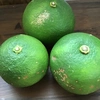 【農薬・化学肥料 不使用】摘果の柑橘セット 4kg オマケ付き