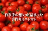 ホワイトデー【塩トマトのようなフルーツトマト】ソムリエミニトマト　ダイヤ
