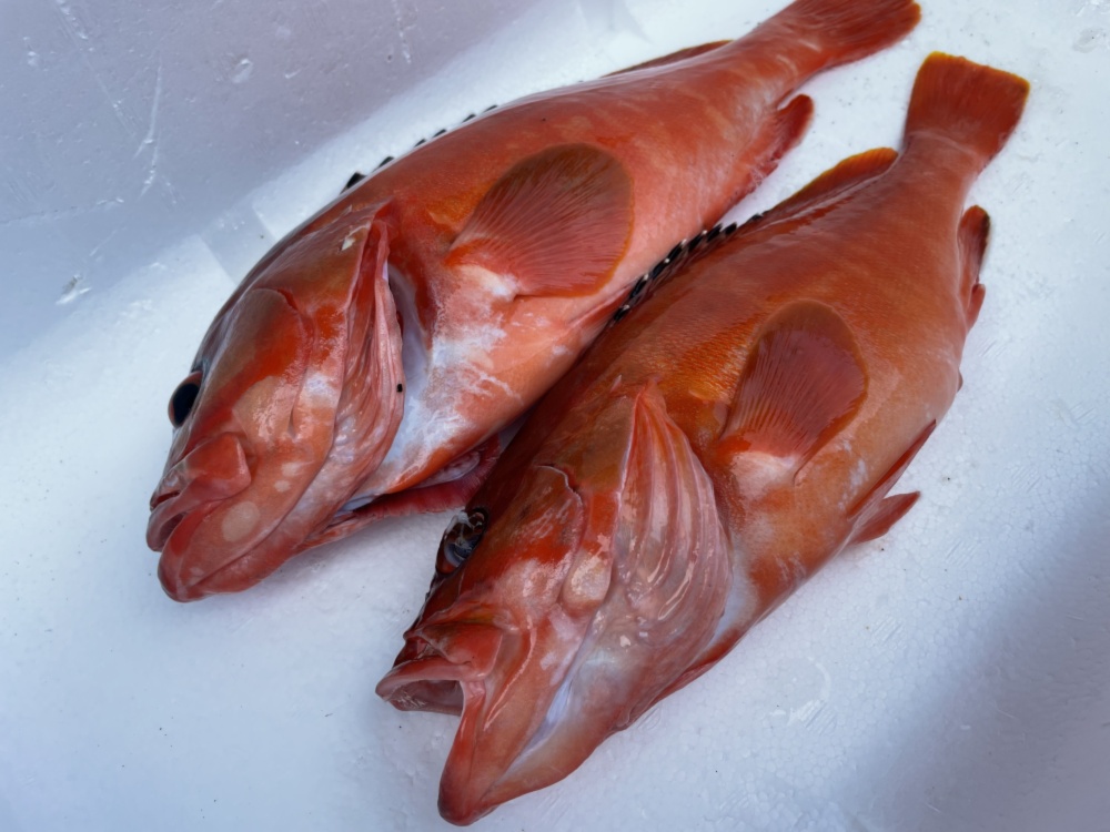 魚突き 動画あり アカハタ1 0kg 600g鱗 内臓処理済 農家漁師から産地直送の通販 ポケットマルシェ