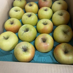 家庭用ぐんま名月