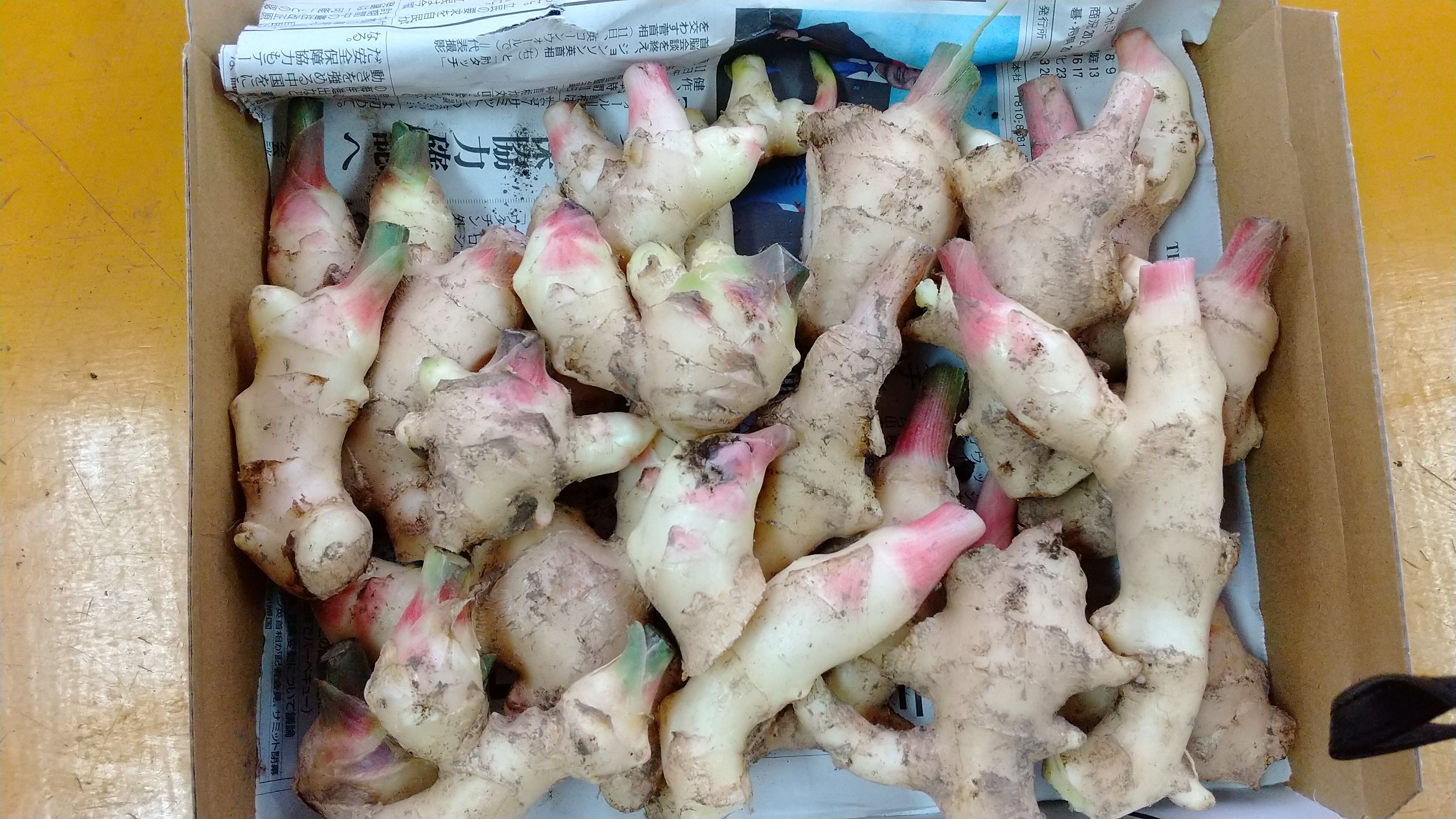新生姜の産直通販・お取り寄せ商品｜ポケットマルシェ｜産地直送で旬の