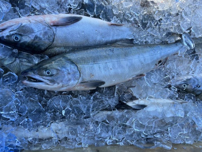 【スタッフ注目の新着商品9/13】北海道の秋の味覚✨鮭🐟、生産者