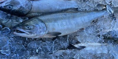 【スタッフ注目の新着商品9/13】北海道の秋の味覚✨鮭🐟、生産者が少ない希少な新品種りんご華宝🍎など