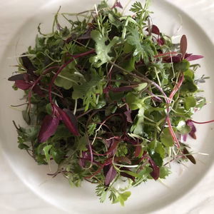 宮古島から"ずみ"(宮古島方言で最高)ベビーリーフミックス100g