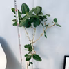 ［在庫］　フィカス　ベンガレンシス　曲がり　8号　観葉　室内　ゴムの木　中