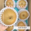 【数量限定6Lサイズ～】石川県産「加賀梨」訳あり豊水、あきづき