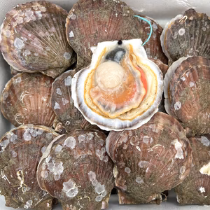 【本州・北海道へ配送】バーベキューに最適！２年越冬貝 野辺地ホタテ！