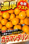 糖度14.5度越え！　家庭用　カラマンダリン　愛媛県　中島　秀品込み