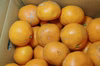 【農薬不使用】無農薬有田みかん　完熟その４