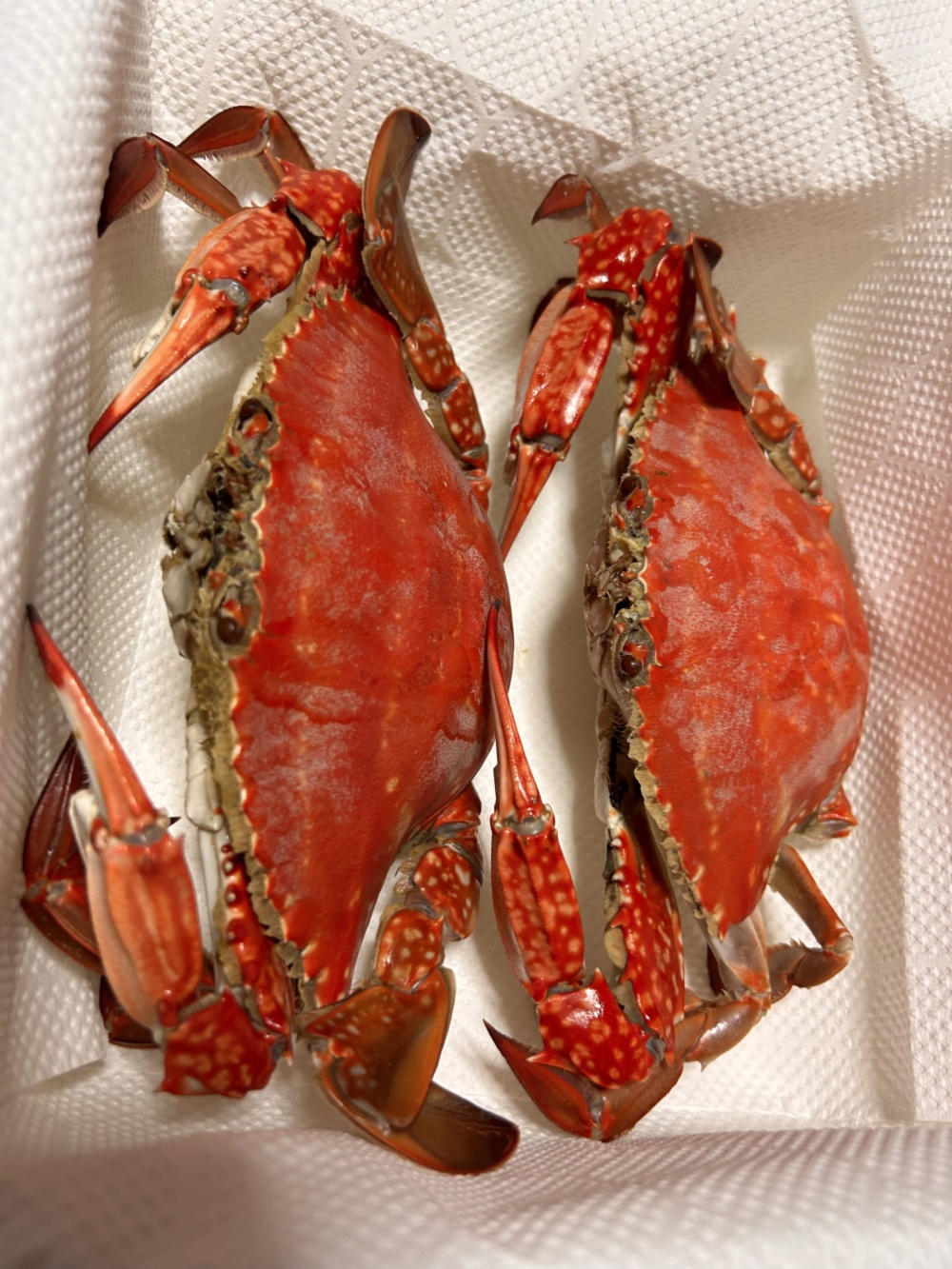 函館産 ワタリガニ メス 内子入り 1.5kg わたりがに 渡り蟹