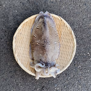 モンゴウイカ(カミナリイカ)