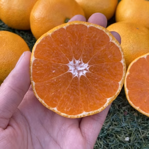 お歳暮にも★興津早生みかん ♬ジューシーな甘みが最高～♪