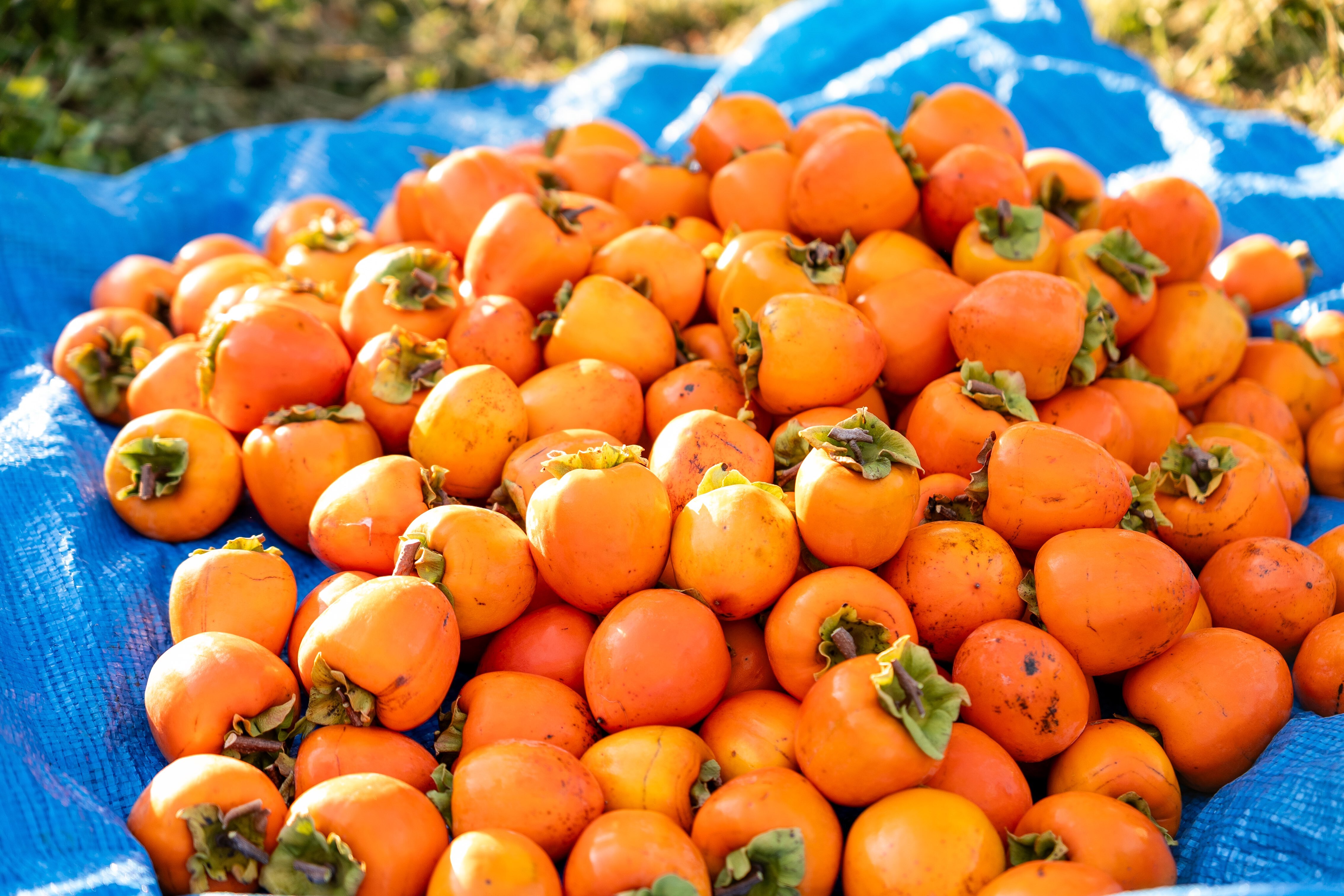 果物の産直通販・お取り寄せ商品｜ポケットマルシェ｜産地直送で旬の