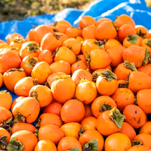 【干し柿作りセット】蜂屋柿 5kg(12〜17個) ◆宮城県丸森町産◆専用紐付き