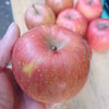 春りんご（特別栽培ふじ）