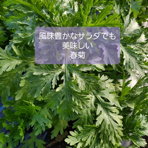 風味豊かなサラダ春菊。勿論お鍋にも