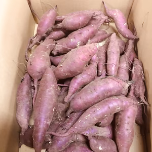 牧之原台地の赤土で育ったサツマイモ紅はるか4kg Mサイズ