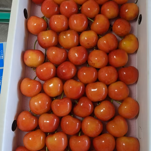 さくらんぼ紅秀峰3Lサイズ1段詰め