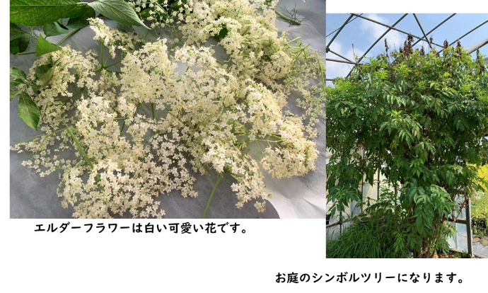 ハーブ苗 エルダーフラワー セイヨウニワトコソウ 苗木 農家漁師から産地直送の通販 ポケットマルシェ