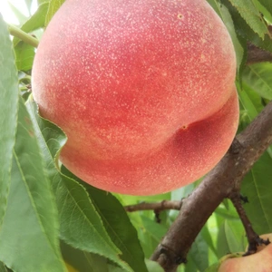 7月下旬~ 硬めで追熟すると果汁溢れる桃【あかつき】家庭用 1.5kg 5~9玉