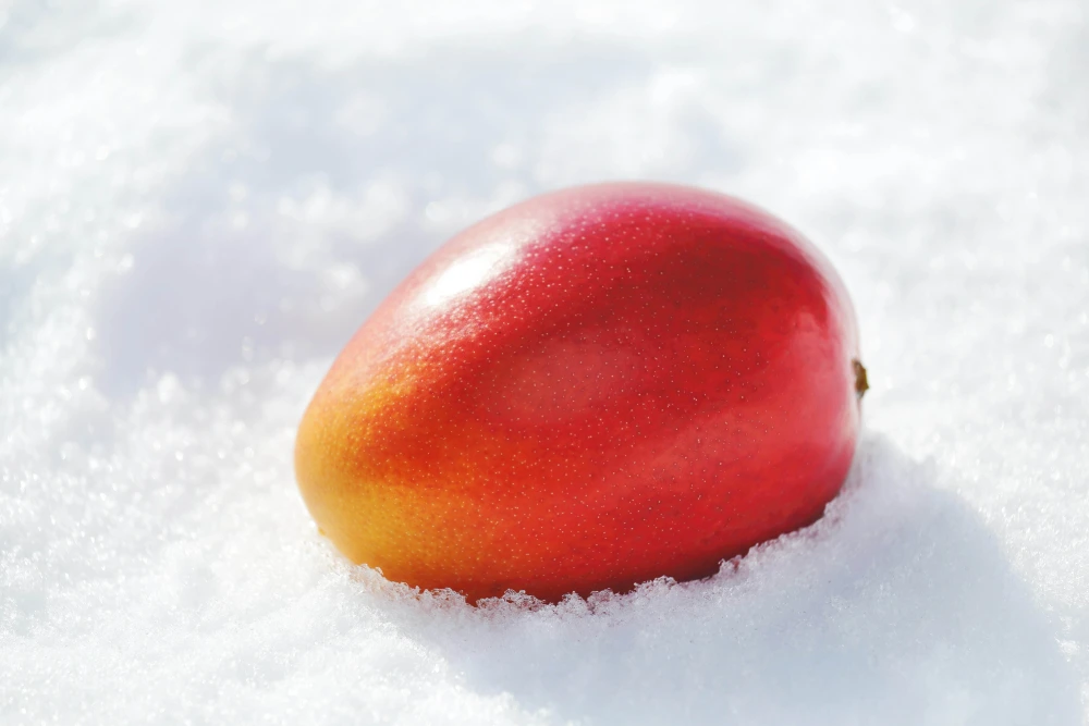 北海道真冬のマンゴー「十勝マンゴー」Mサイズ１玉（箱入れ）