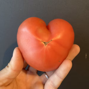 【余韻の旨さ】完全完熟トマト 約4kg   15〜30個入り