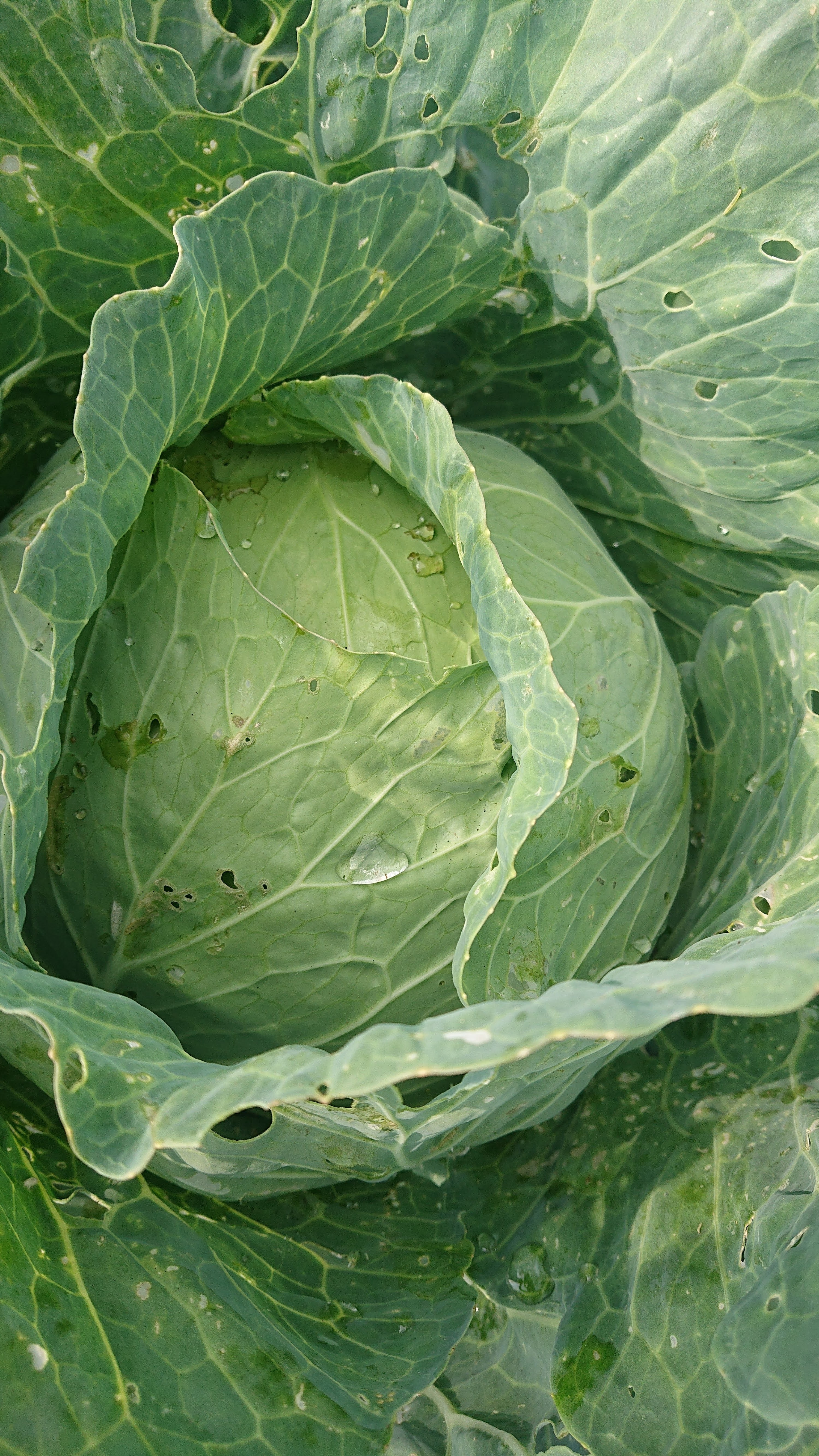 農薬、化学肥料不使用の夏野菜Lセット（13～14品）｜野菜の商品詳細