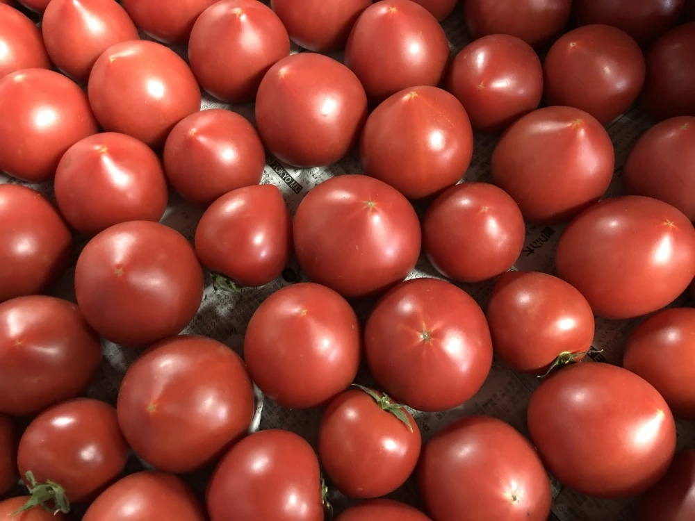コロコロたっぷり濃うまトマト(2kg箱)