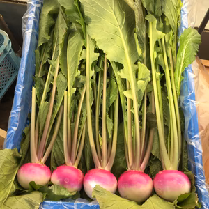 ①絹ゆかりかぶ　葉付き20本