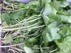 利賀村の山菜セット5種+葉ワサビ1kg