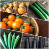 【自然栽培】旬のおまかせ野菜セット｜5～６品目★農薬・肥料不使用
