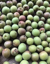 収穫後発送　小梅　自然農 農薬消毒化学肥料不使用  自然栽培