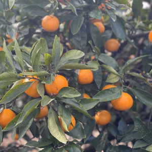 広島県 瀬戸田産 島のみかん