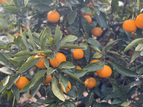 広島県 瀬戸田産 島のみかん