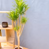 【在庫販売】　ドラセナ　ナビー　観葉植物　インテリアグリーン　ドライガーデン