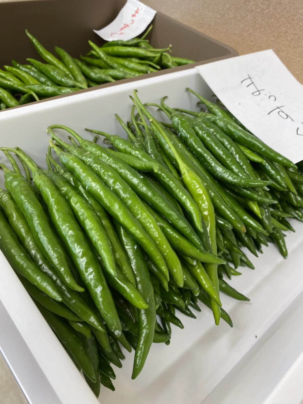 今だけ！！！期間限定！！生激辛青唐辛子　（700g）