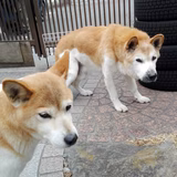 ドンとピースのお母ちゃん