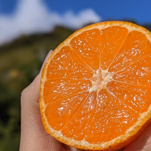 有田みかん（早生）｜Ｓ2Kg～　農家直送｜和歌山｜有田｜田口｜こだわり