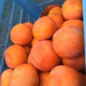 早生富有柿　　5個セット　ポケマル収穫祭限定取りに来る出品