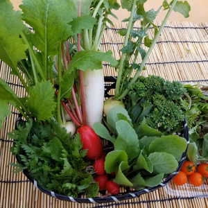 野菜セット・春～魚の町で長年育ててもらった野菜詰め合わせ～