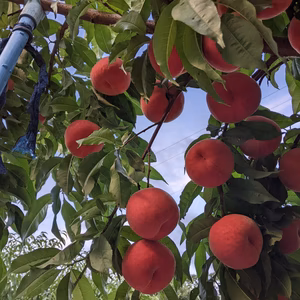 品種指定「なつおとめ」桃【数量限定】朝どり直送便