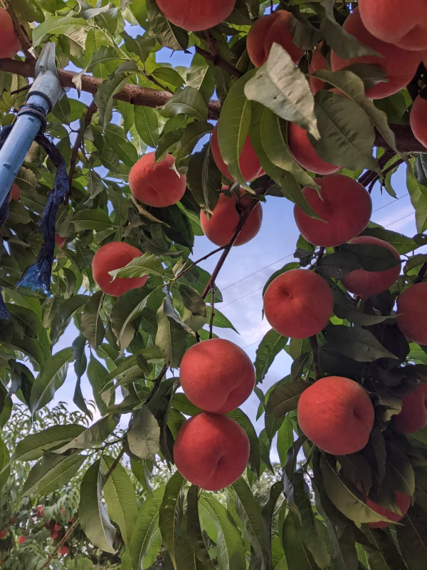 品種指定「なつおとめ」桃【数量限定】朝どり直送便