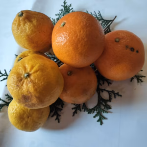 1箱限定　ジュース用　姫小春&紅プリンセス 箱込4キロ  