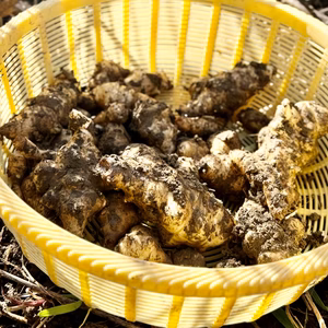 ⾃然栽培菊芋【農薬‧化学肥料不使⽤】