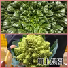 【川上農園】ロマネスコ2+塌菜2個セット。 茨城県産