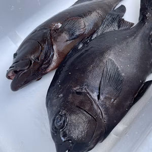 yag_ch様専用　アオノメハタ1.0kg 石鯛1.1kg鱗、内臓処理済